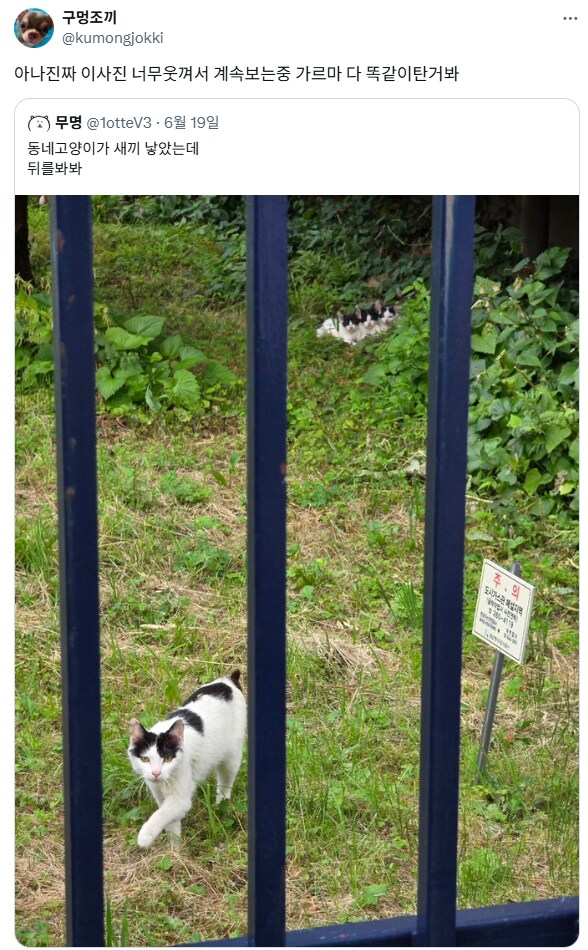 동네 고양이가 새끼 낳음.jpg_1.png
