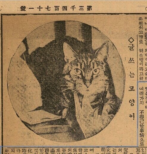 고오전에 실린 냥냥이_1.jpg