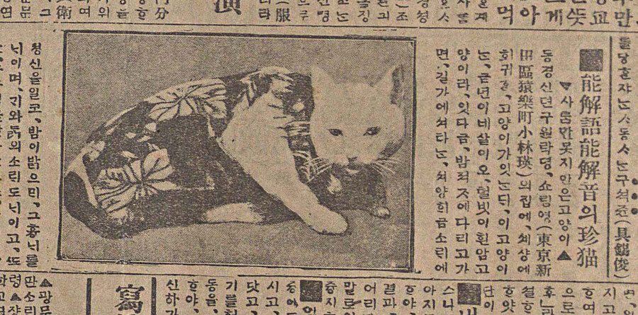 고오전에 실린 냥냥이_5.jpg