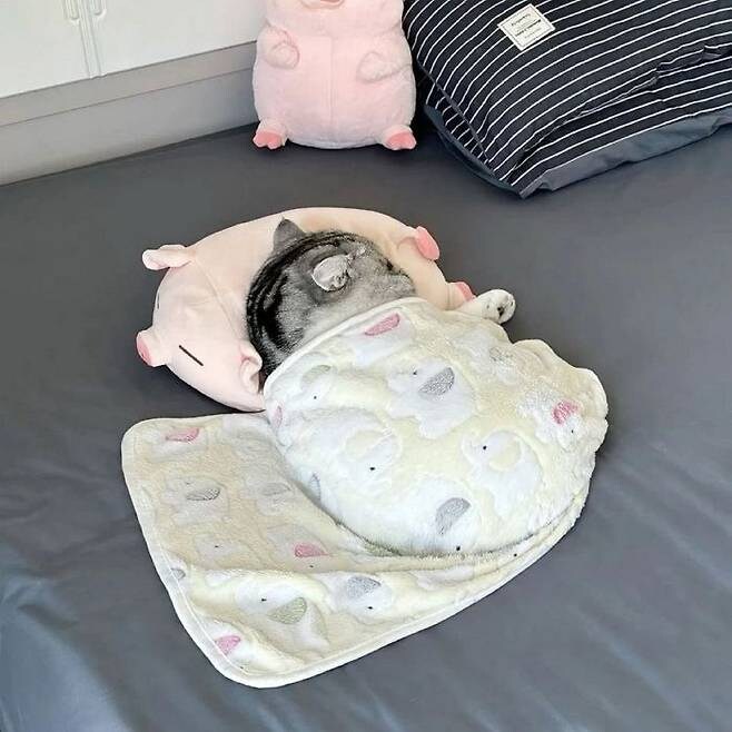 아기가 쓰던 담요 고양이 덮어줬더니_1.jpg