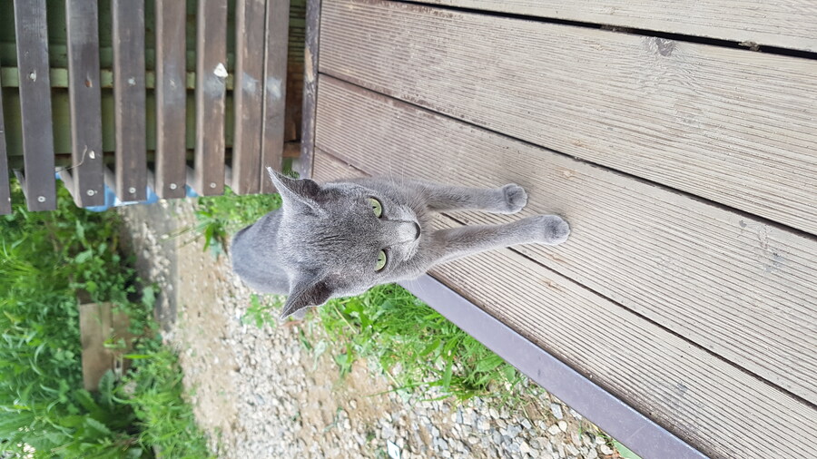 옛날에 찍은 어느 고양이_3.jpg