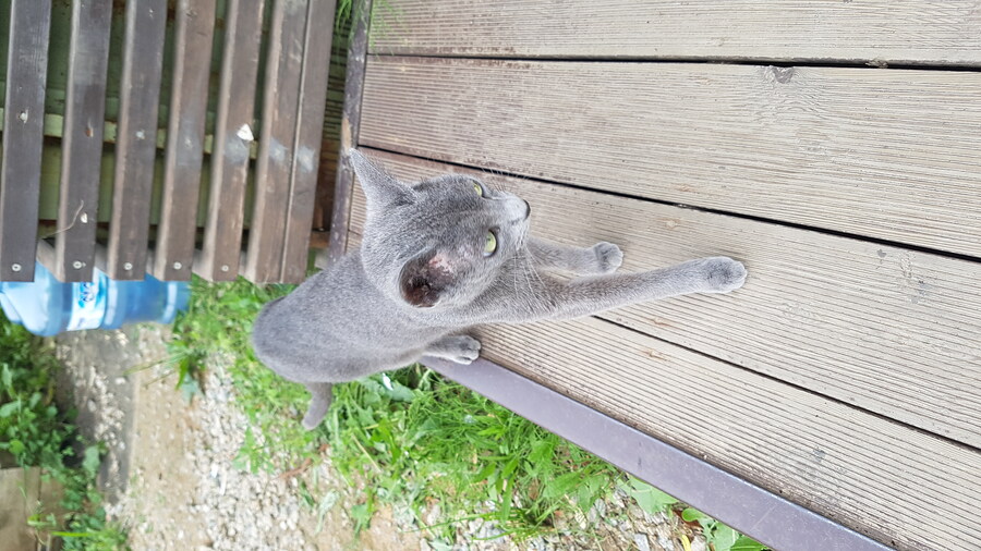 옛날에 찍은 어느 고양이_6.jpg