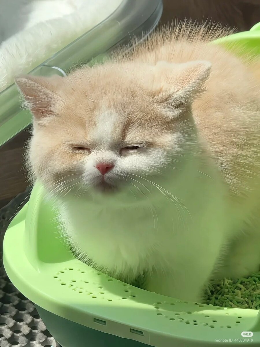 행복한 모습으로 똥싸는 고양이🐈_1.jpg