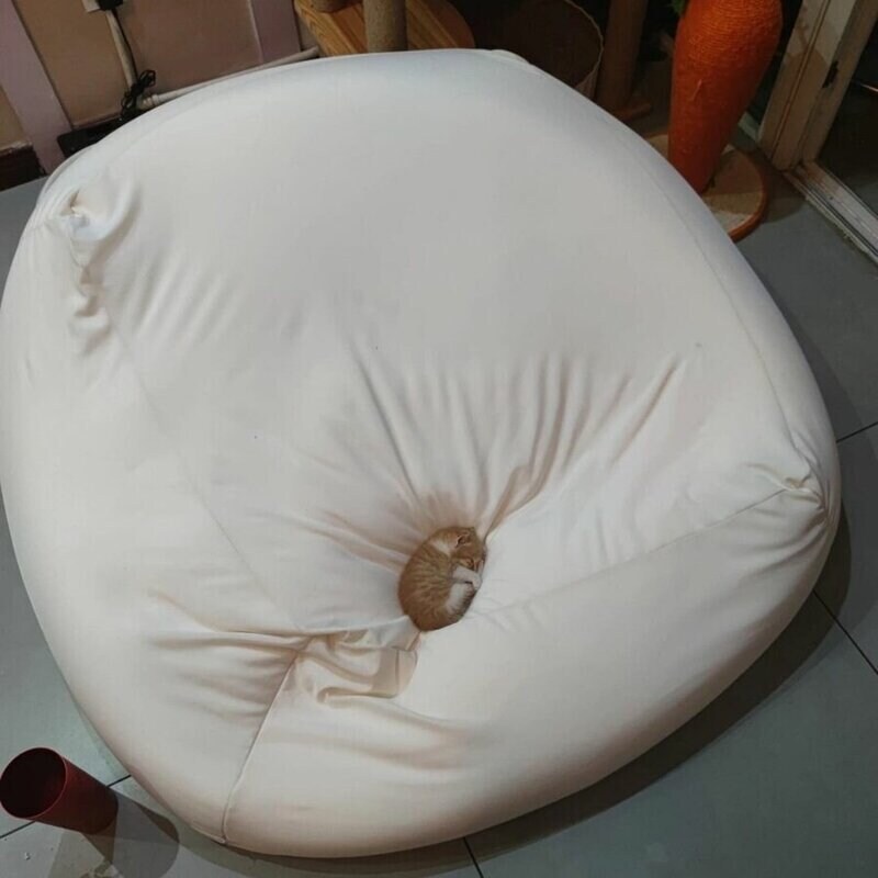 집사가 사 준 새 침대가 맘에드는 고양이. jpg_2.jpg