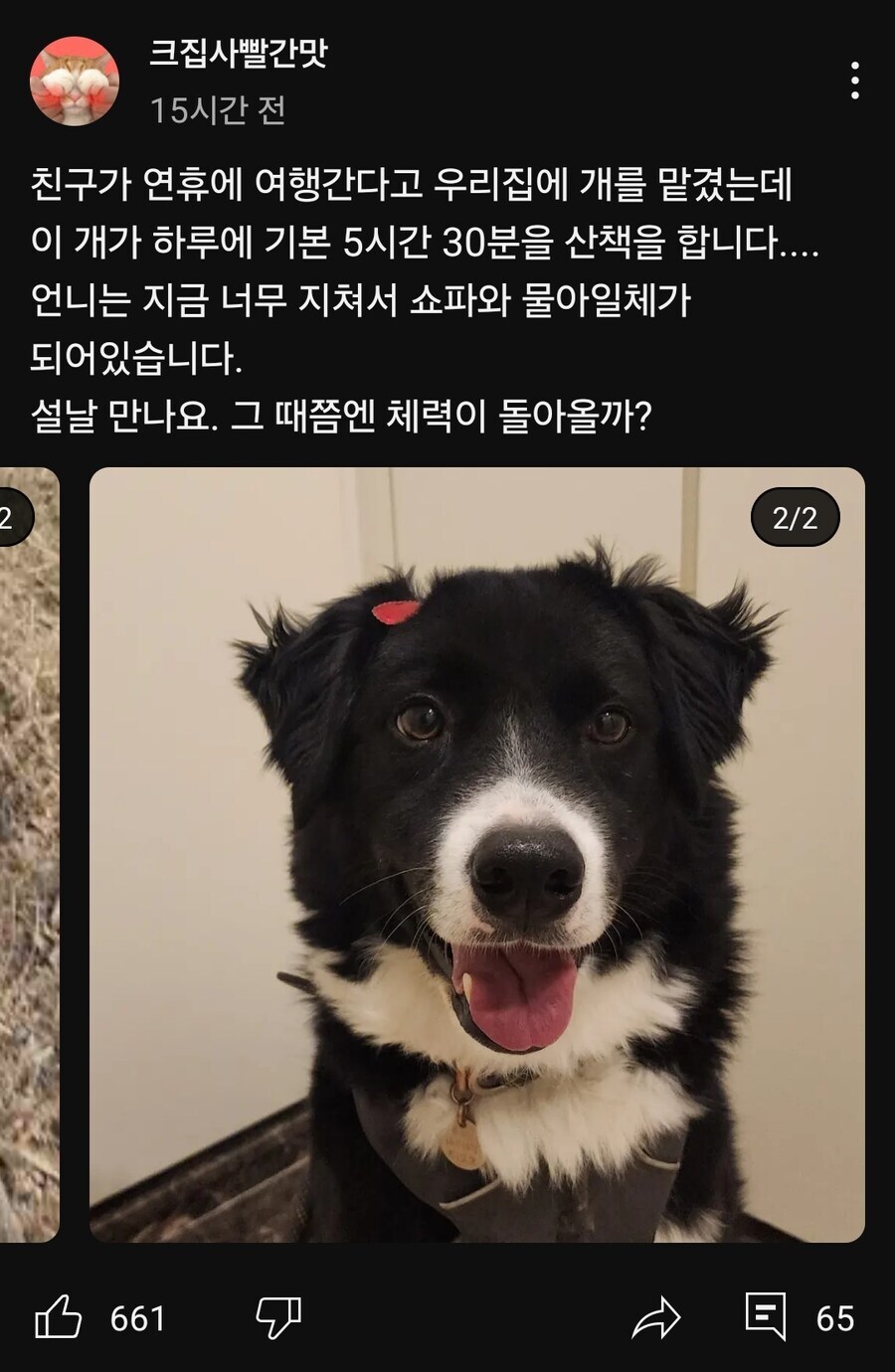 고양이 유튜버가 개를 맡았을 때 일어나는 참사_1.jpg