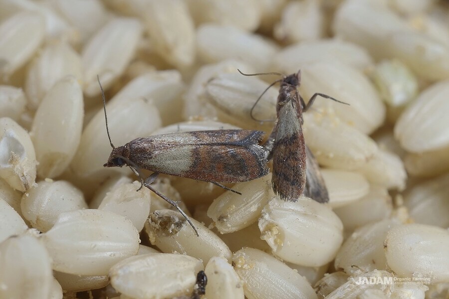 비위생적인 해충은 아닌데 은근 피지컬 개쩌는 해충_1.jpg