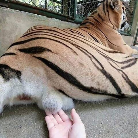 정보) ㅈ토피아의 시간인가?_10.jpg