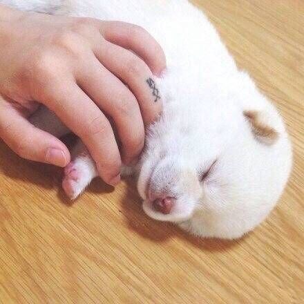 흰 찹쌀떡 강아지.jpg_3.jpg