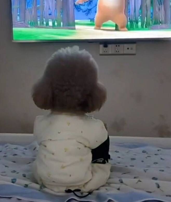 TV보는 댕댕이_1.jpg
