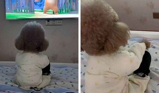 TV보는 댕댕이_2.jpg