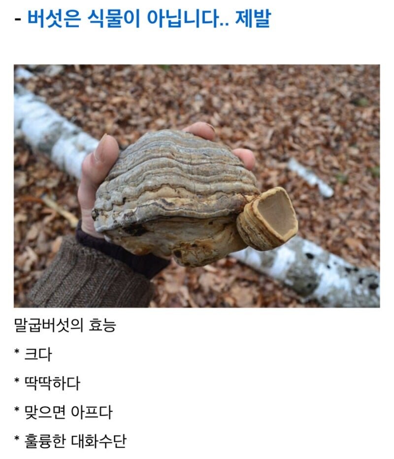 제대로 긁힌 버섯갤.jpg_1.jpg