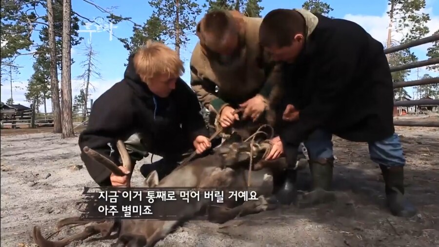툰드라 다큐 순록 부랄먹방 공?식 영상으로는 남아있기닌 하던데_1.jpg