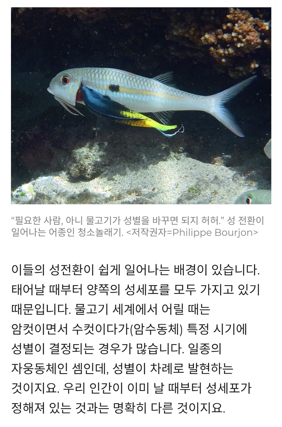 어류 69종, 자유롭게 성별 전환 가능_2.jpg