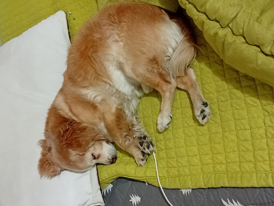 우리집 댕댕이가 친하게 지내는 견종이 따로있는게 웃김_1.jpg