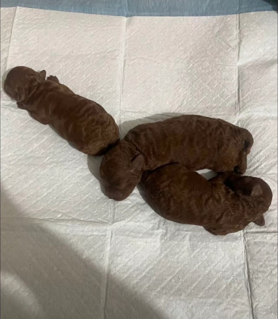 아파서 블루아카 방송만 보도 일찍 잤는데 유게가 또 개판이군_1.jpg