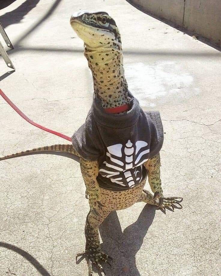 퍼리_1.jpg