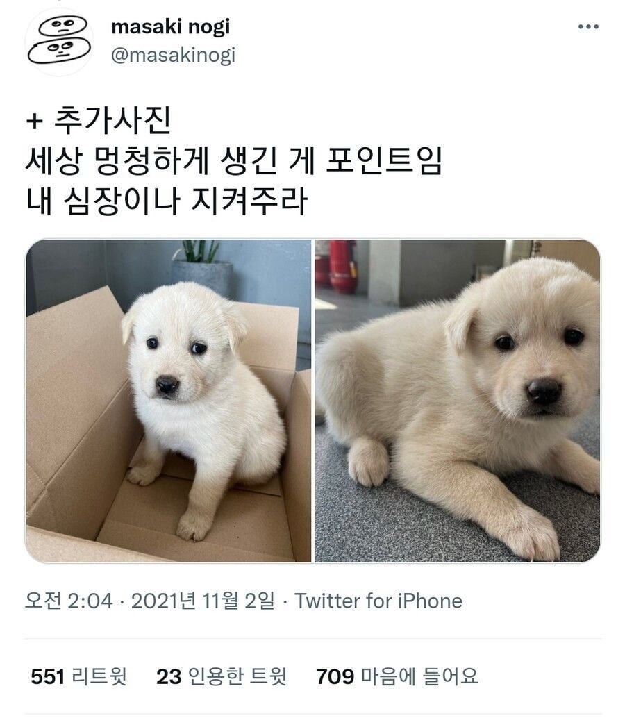 사장님이 사무실 출입자통제, 경비강화 겸 데려온 맹견_2.jpg