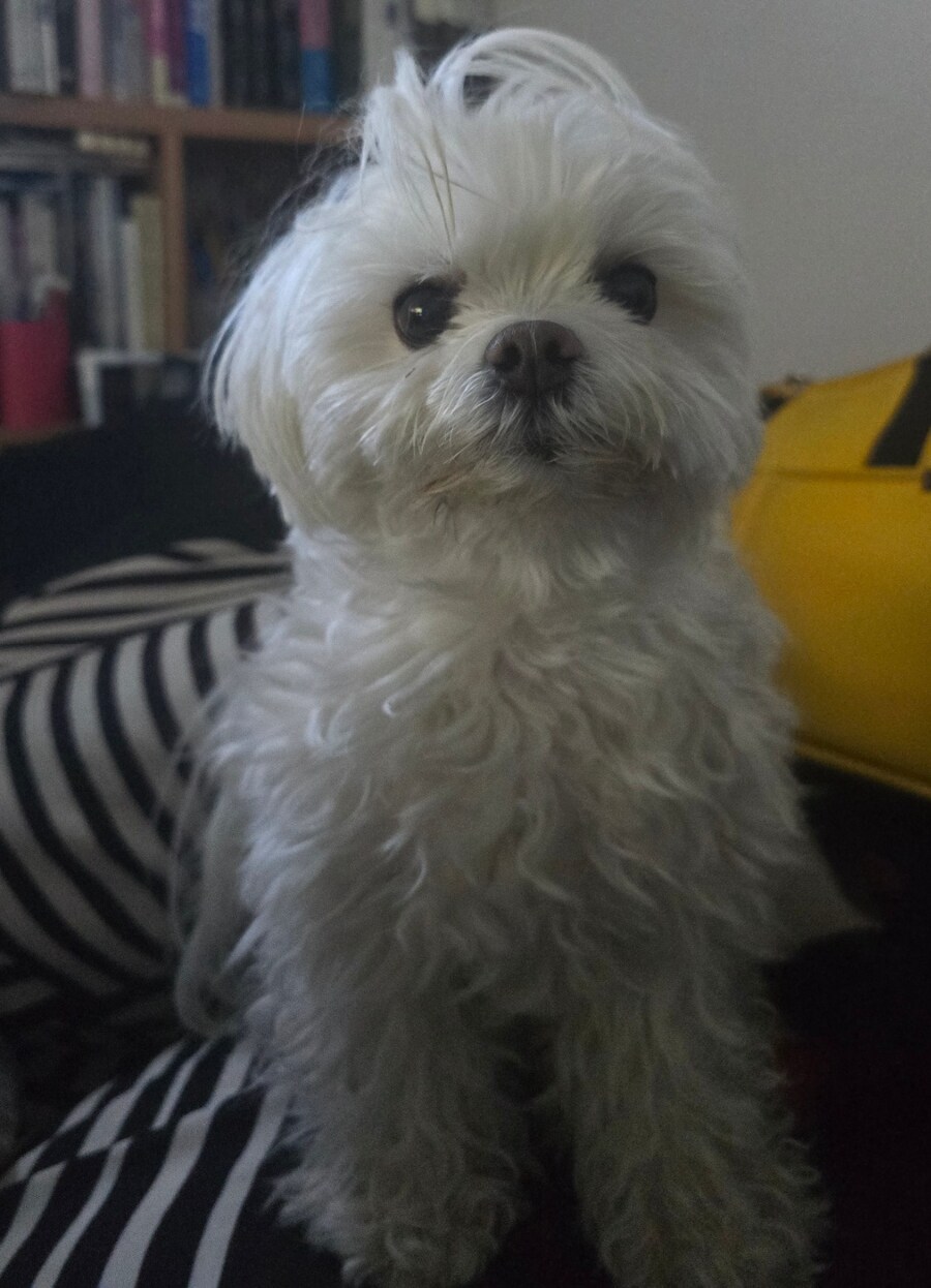 도람뿌 댕댕이_2.jpg