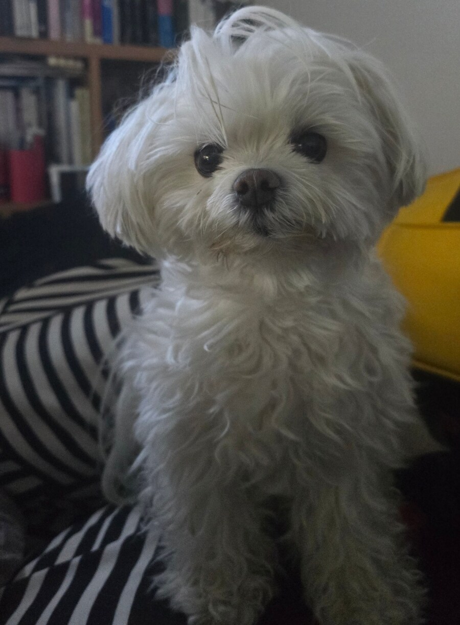 도람뿌 댕댕이_3.jpg