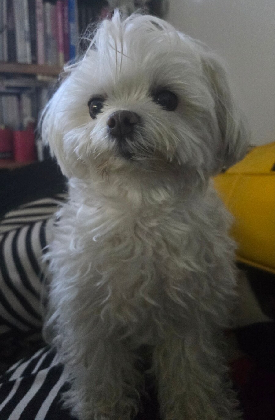 도람뿌 댕댕이_6.jpg