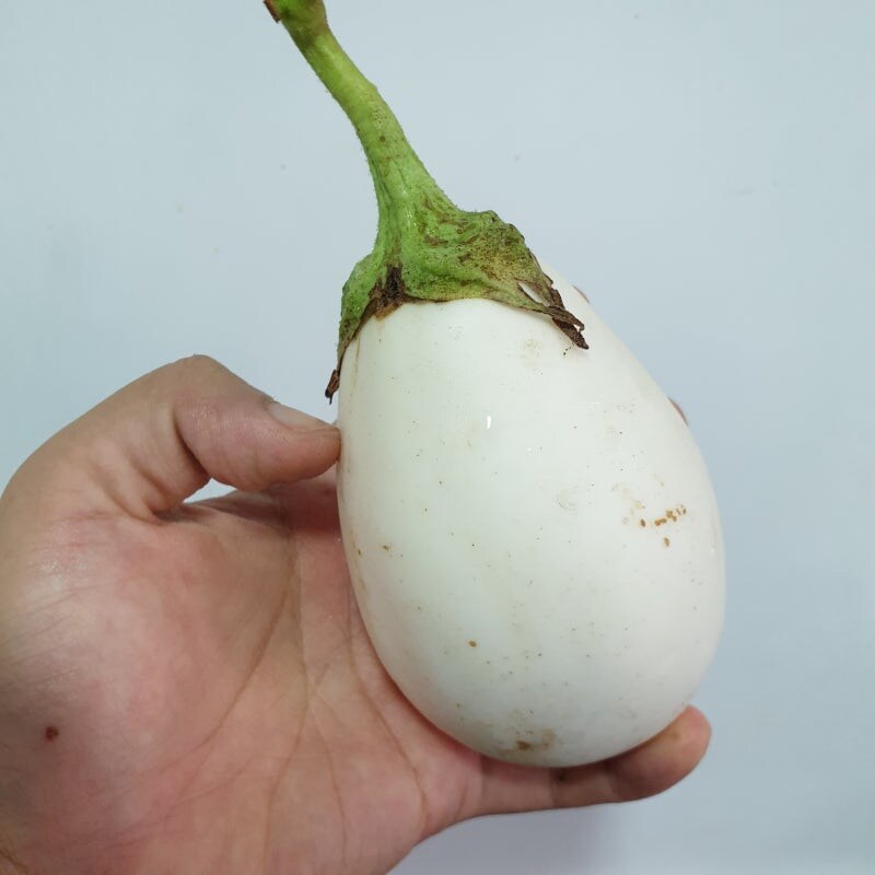 가지가 영어로 eggplant인 이유_1.jpg