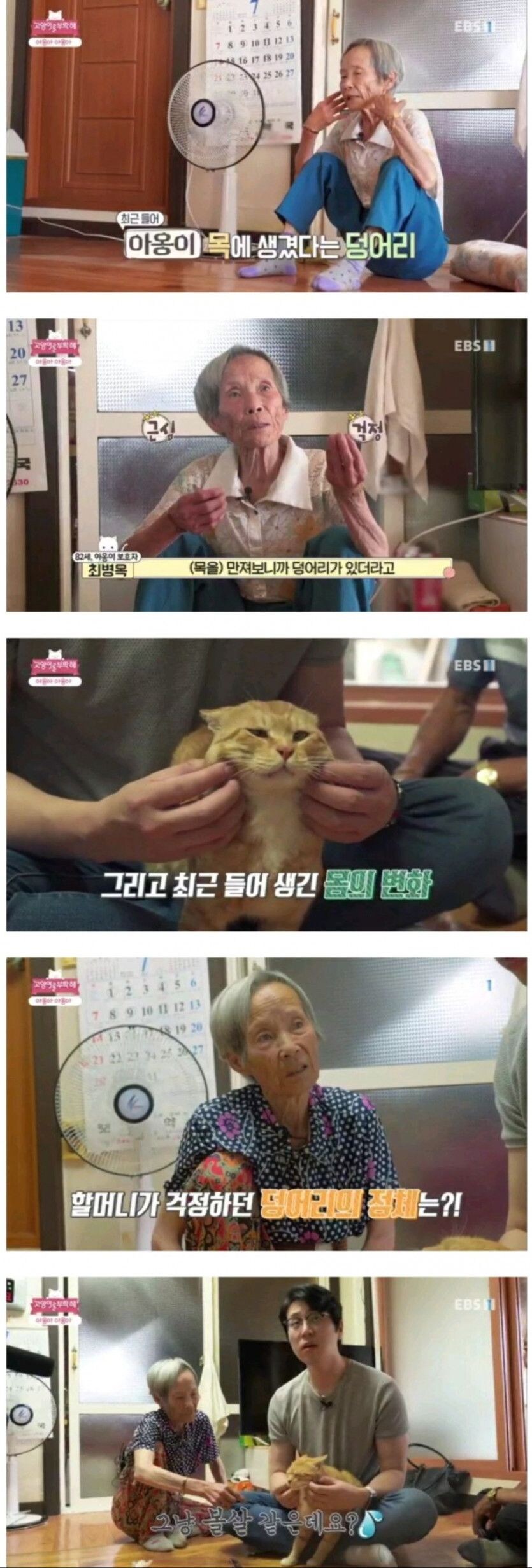 야옹이가 걱정스러운 할머니 ㅠㅠ.jpg