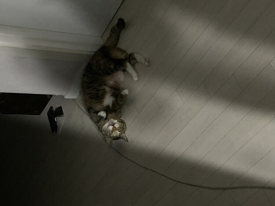 배 까고 애교부리는 냥이_1.jpg