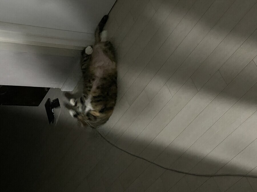 배 까고 애교부리는 냥이_2.jpg