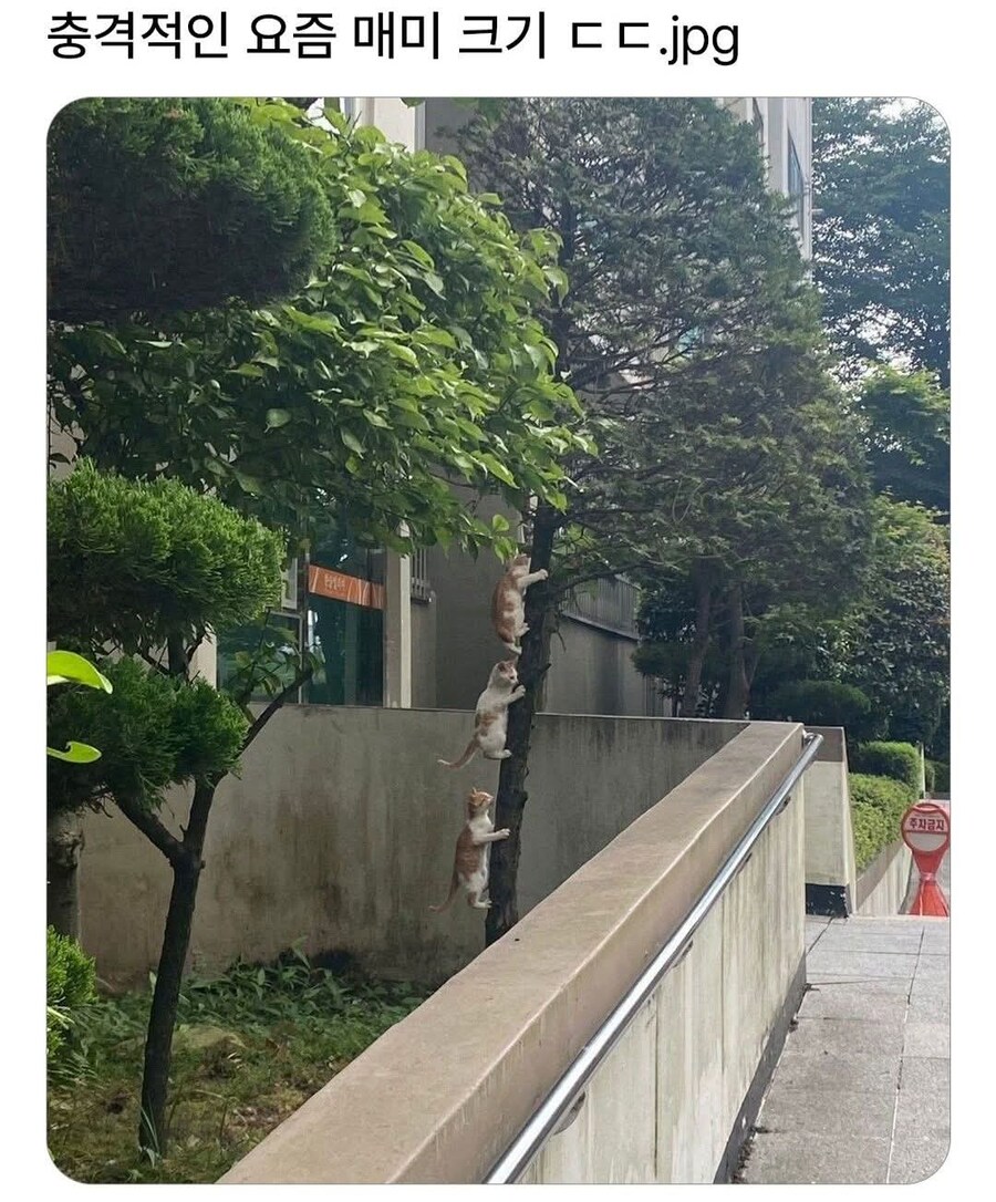 요즘 매미 크기_1.jpg