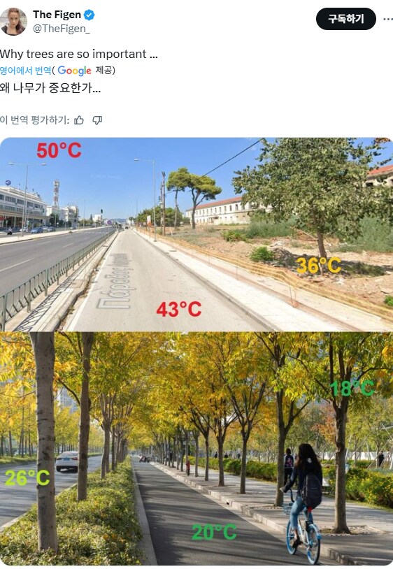 도시 가로수의 중요성.jpg_1.png
