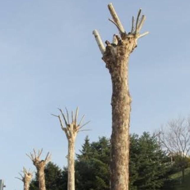 도시 가로수의 중요성.jpg_3.jpg