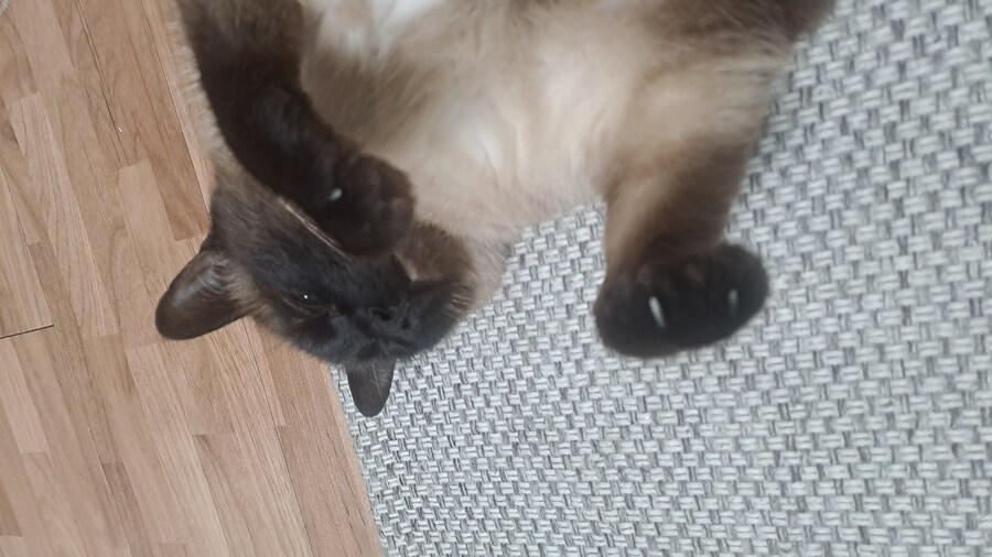 배털 밀린 고양이_1.jpg
