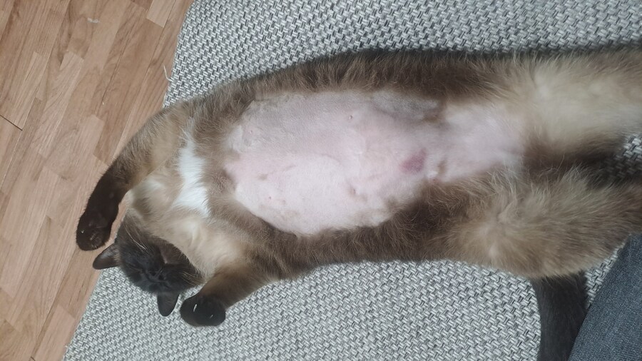 배털 밀린 고양이_2.jpg