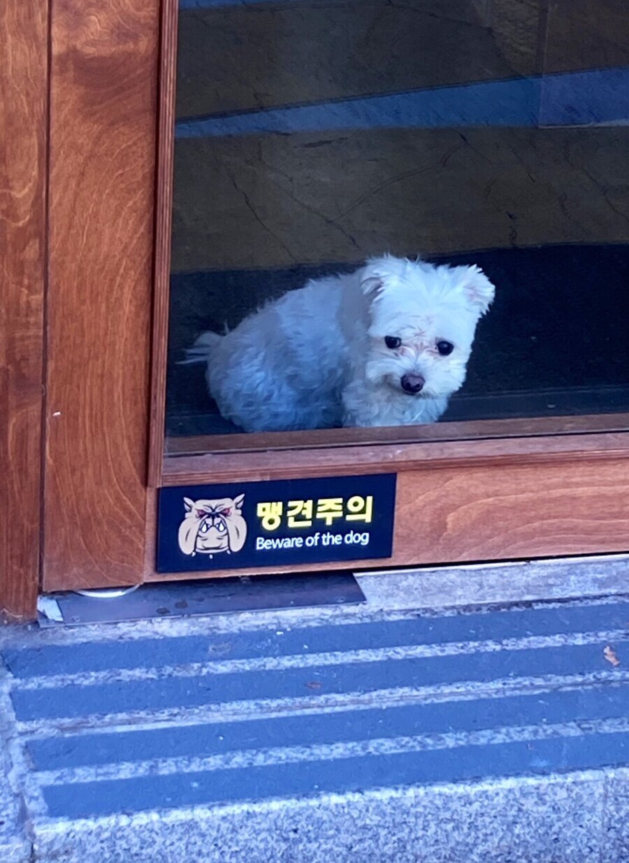 맹견주의.jpg_1.jpg