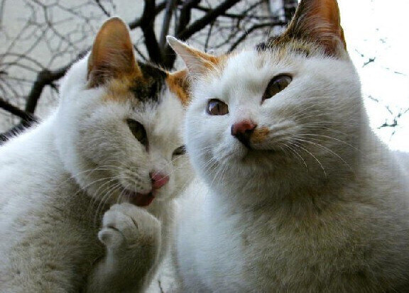 "헤헤 형님, 바로 저 녀석입니다요."_1.jpg