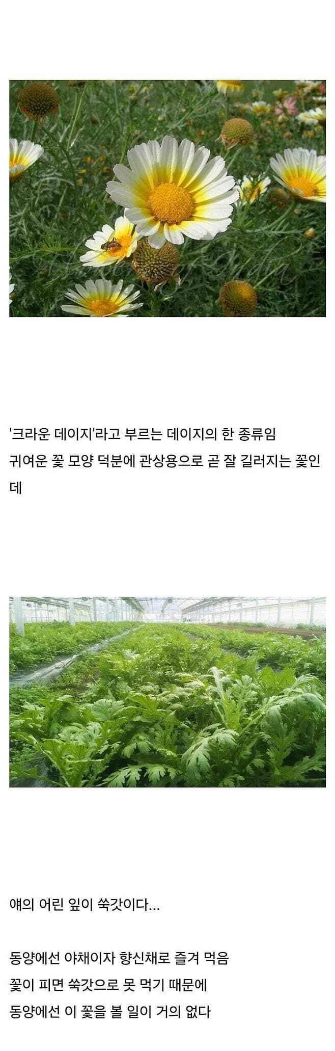 동양에서는 볼수 없는 꽃._1.jpg