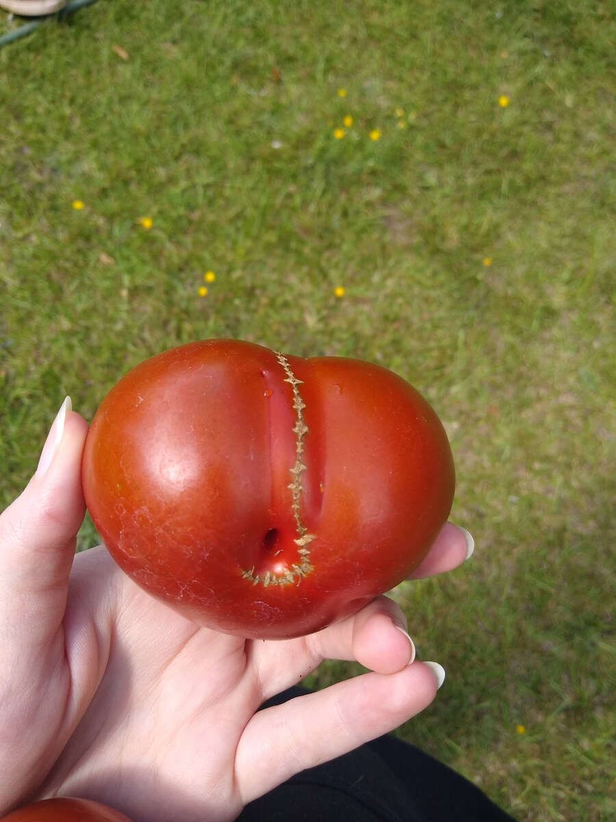 어머니가 기르신 솣 토마토_3.jpg