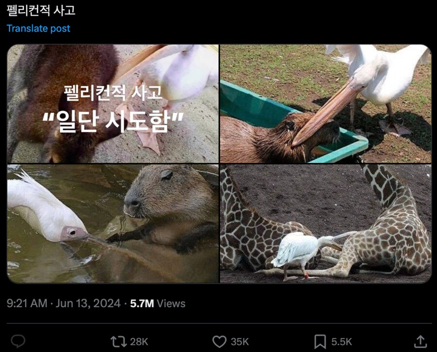 요즘 유행이라는 펠리컨적 사고_1.png