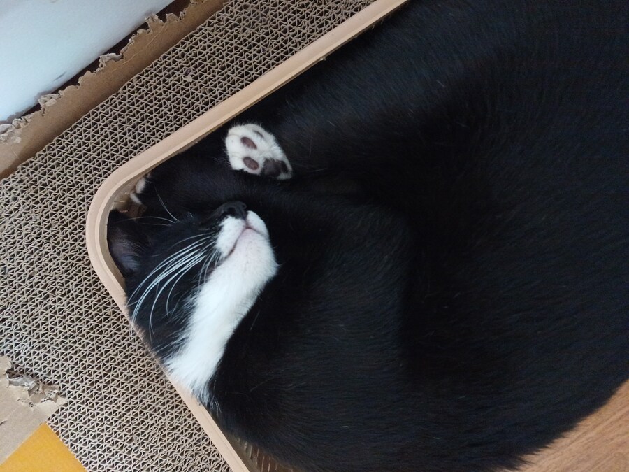 우리집 막내 고우앵이_4.jpg