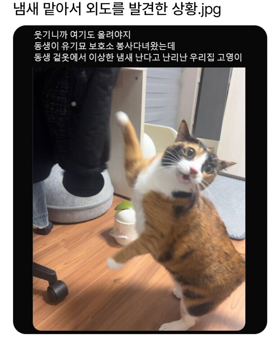 외도를 발견한 고양이_1.jpg