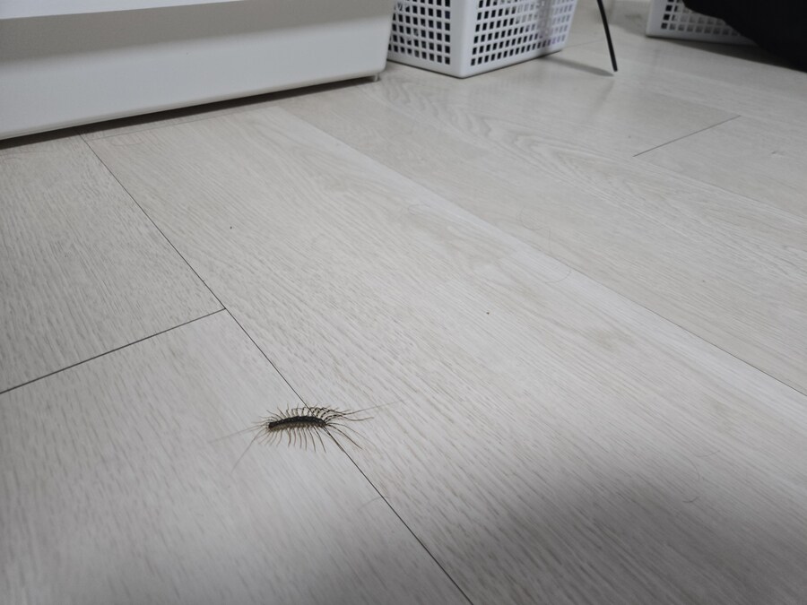 이 벌레 뭔지 아는 사람?_1.jpg
