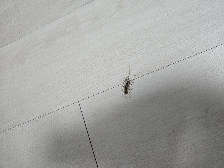 이 벌레 뭔지 아는 사람?_2.jpg