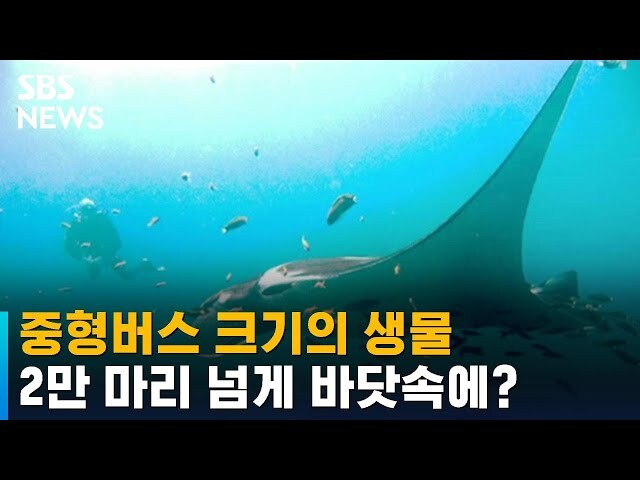 의외로 부산 앞바다에서 잡혔던 생명체.jpg