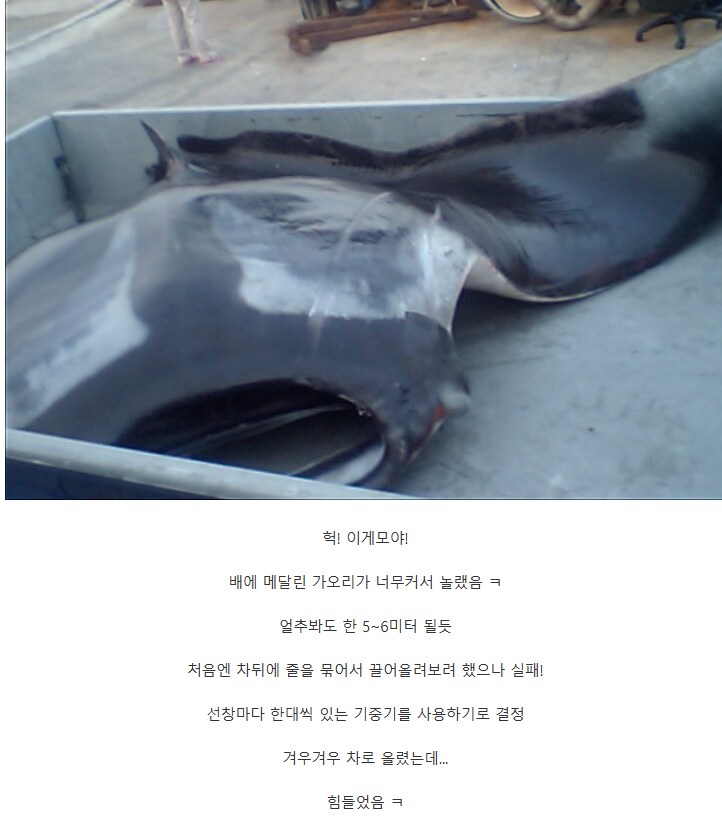 의외로 부산 앞바다에서 잡혔던 생명체.jpg_7.png