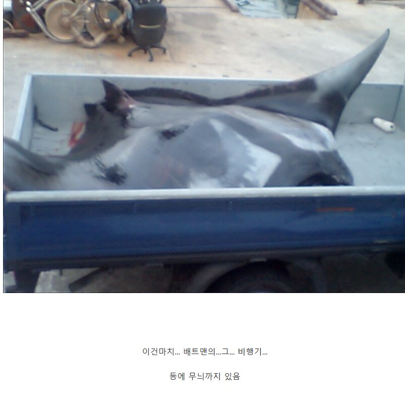 의외로 부산 앞바다에서 잡혔던 생명체.jpg_8.png