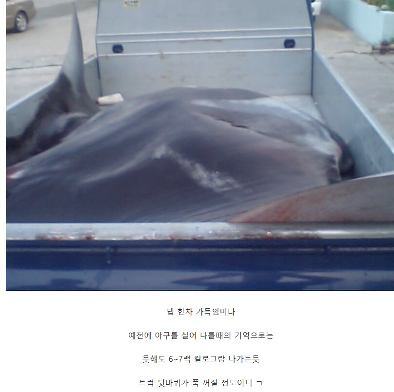 의외로 부산 앞바다에서 잡혔던 생명체.jpg_9.png