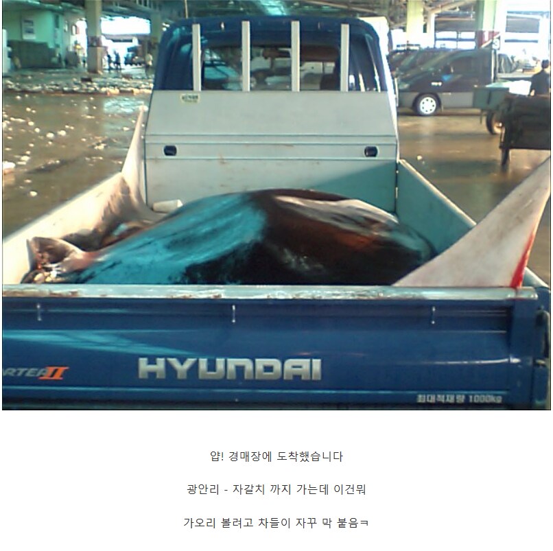 의외로 부산 앞바다에서 잡혔던 생명체.jpg_10.png