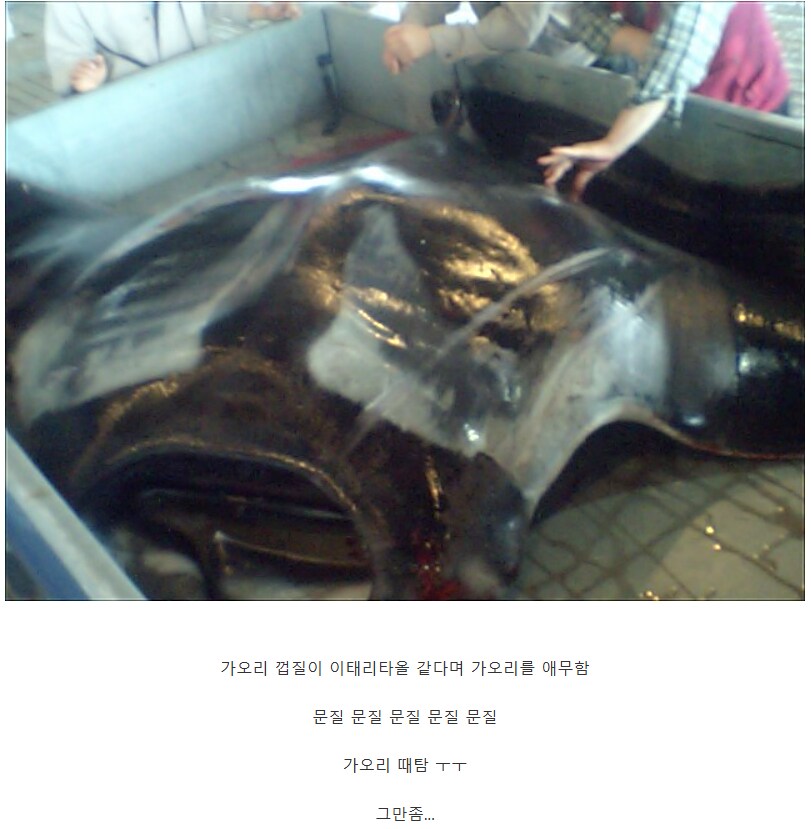 의외로 부산 앞바다에서 잡혔던 생명체.jpg_11.png