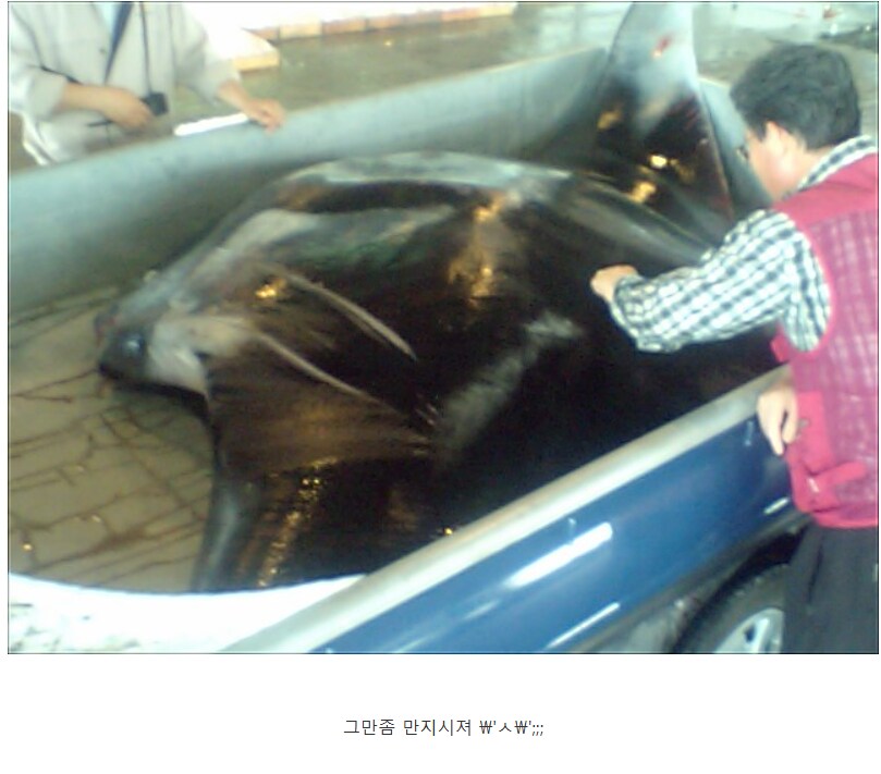 의외로 부산 앞바다에서 잡혔던 생명체.jpg_12.png