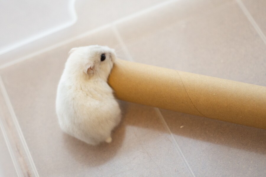 원통에 들어가는 귀여운 햄스터 'ㅅ'_1.jpg